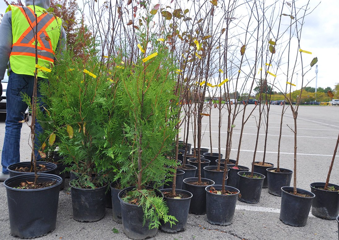 City staff person with trees during the City's 2021 Fall Tree Giveaway