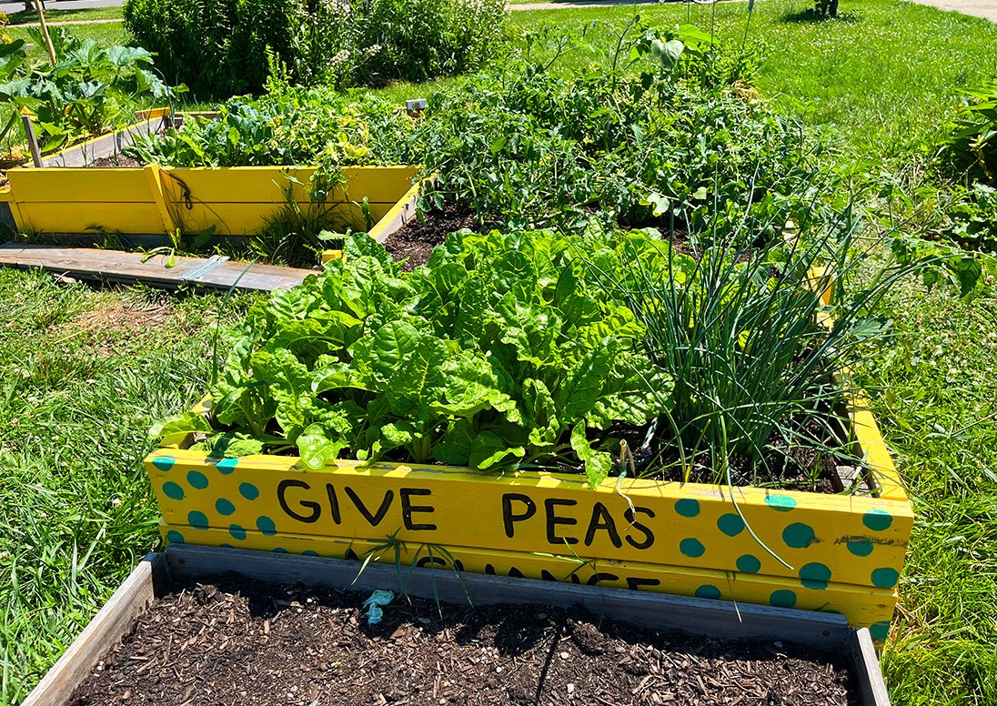 Summer vegetables in a garden plot at The Fitz Community Garden.