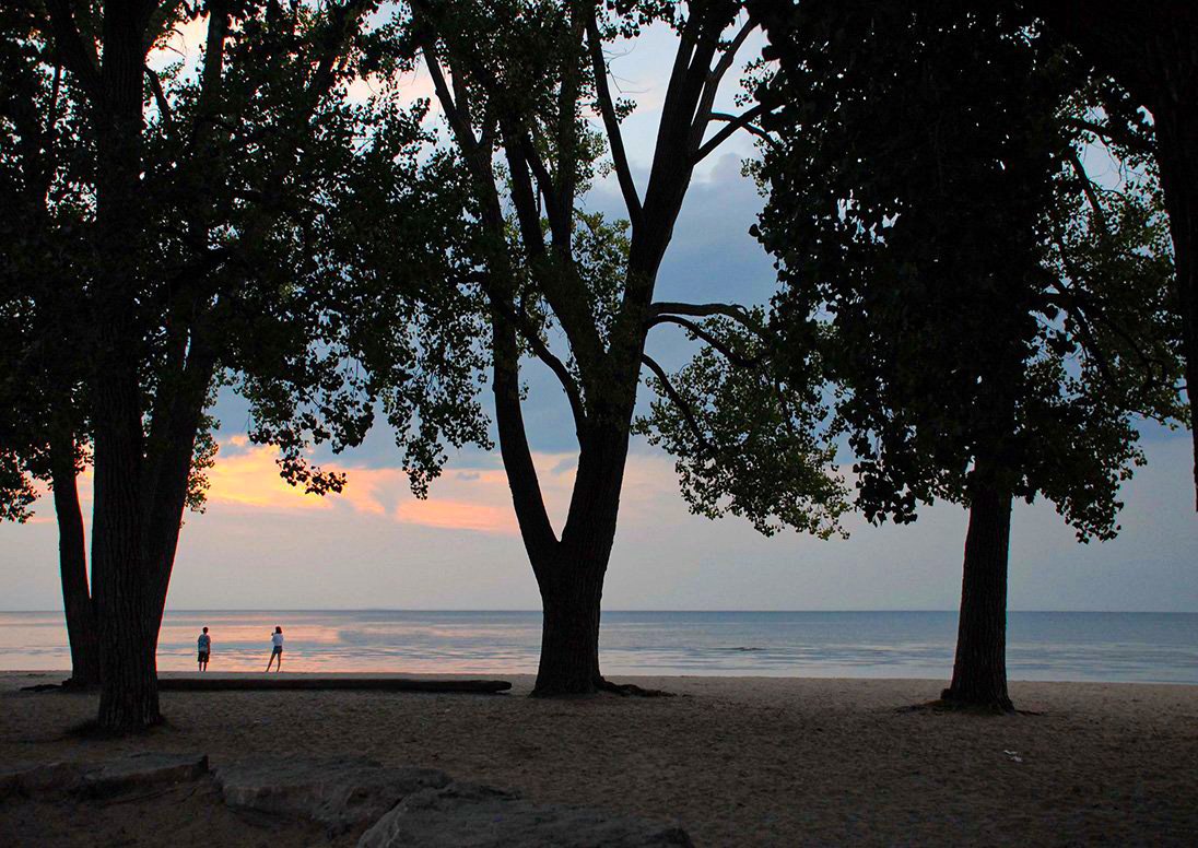 Trees on the beach