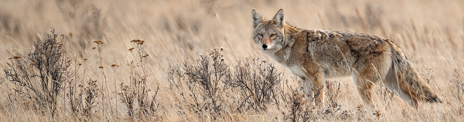 Coyote in tall grass
